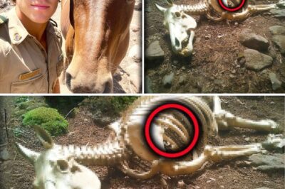 ha-La Montaña No Olvida: Cuatro Años Después, El Parque Yosemite Revela un Fragmento Oscuro del Juramento Roto de un Guardabosques