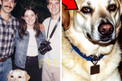 ha-Amigos desaparecen en Yosemite en 1991 — 9 años después, su perro regresa solo