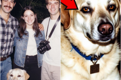 TN-Amigos desaparecen en Yosemite en 1991 — 9 años después, su perro regresa solo